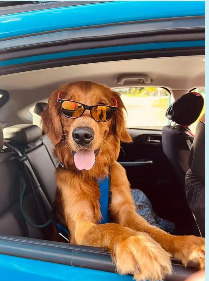 Ceinture de sécurité pour chien 🦮Parce que la sécurité en voiture c’est aussi pour eux 👍🏻 simplicité d’installation pour grands et petits chiens 🐾
