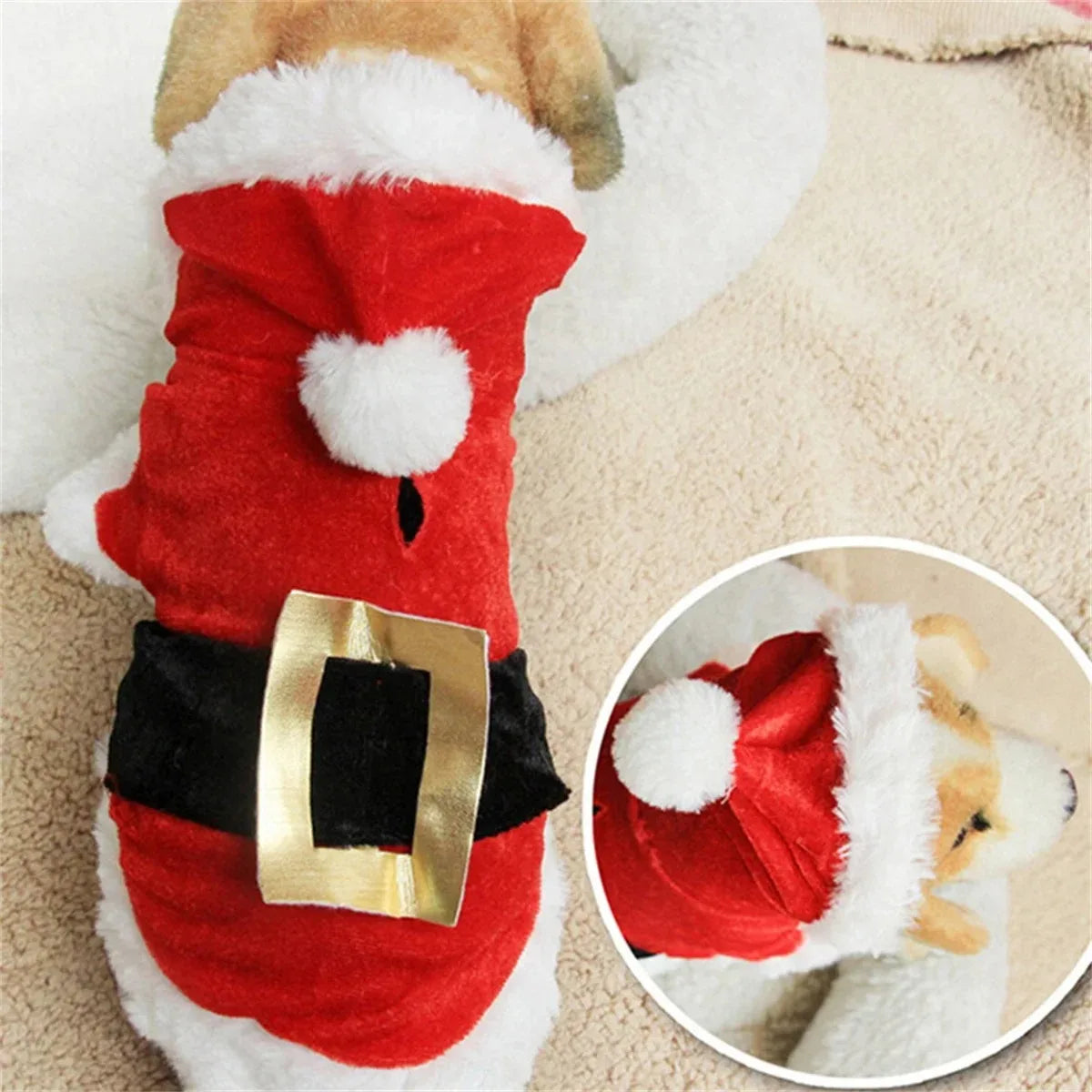 Déguisement de Noël pour chien 🎅🏼🤶🏼